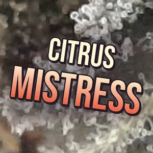 Citrus Mistress Cannabis Strain