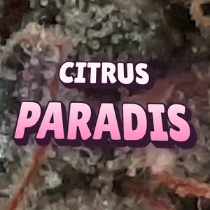 Citrus Paradis Cannabis Strain
