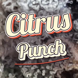 Citrus Punch Cannabis Strain