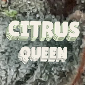 Citrus Queen Cannabis Strain