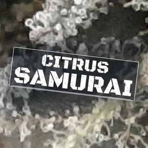 Citrus Samurai Cannabis Strain