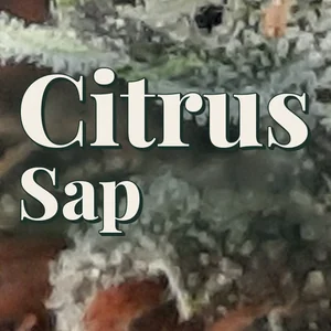 Citrus Sap Cannabis Strain