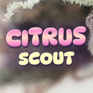 Citrus Scout Cannabis Strain