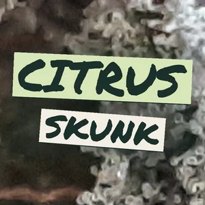 Citrus Skunk Cannabis Strain