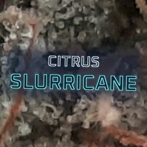 Citrus Slurricane Cannabis Strain