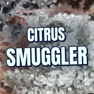 Citrus Smuggler Cannabis Strain