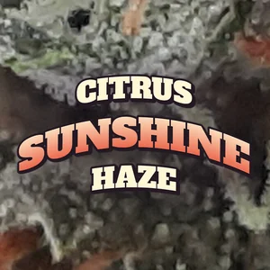 Citrus Sunshine Haze Cannabis Strain