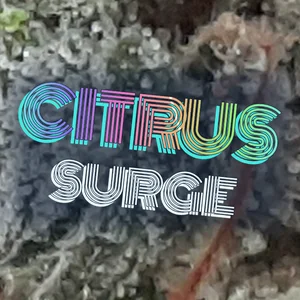 Citrus Surge Cannabis Strain