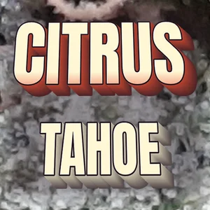 Citrus Tahoe Cannabis Strain