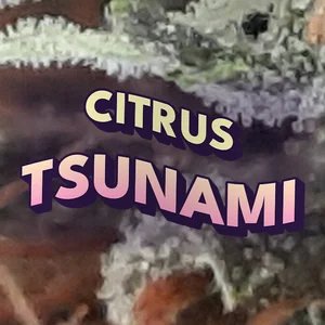 Citrus Tsunami Cannabis Strain