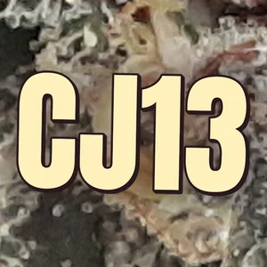 CJ13 Cannabis Strain