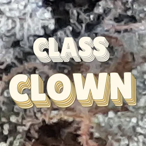 Class Clown Cannabis Strain