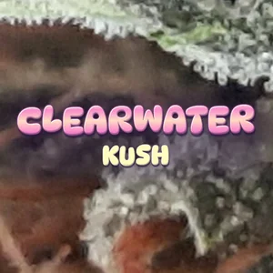 Clearwater Kush Cannabis Strain