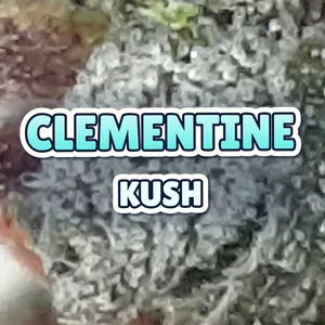 Clementine Kush Cannabis Strain