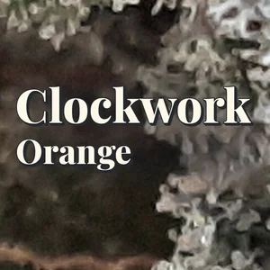 Clockwork Orange Cannabis Strain