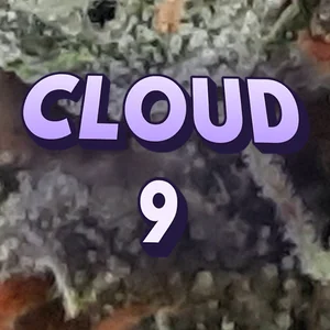 Cloud 9 Cannabis Strain