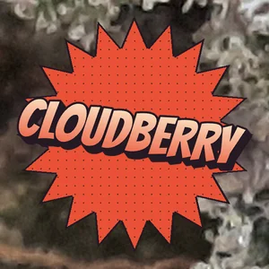 Cloudberry Cannabis Strain