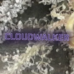 Cloudwalker Cannabis Strain