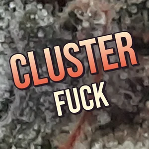 Cluster Fuck Cannabis Strain