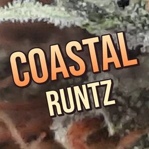 Coastal Runtz Cannabis Strain