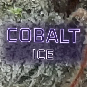 Cobalt Ice Cannabis Strain