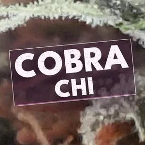 Cobra Chi Cannabis Strain