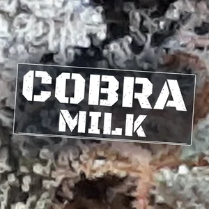 Cobra Milk Cannabis Strain