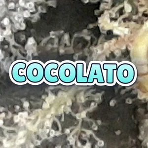 Cocolato Cannabis Strain