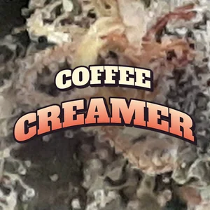Coffee Creamer Cannabis Strain