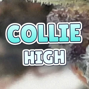 Collie High Cannabis Strain