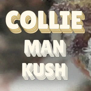 Collie Man Kush Cannabis Strain