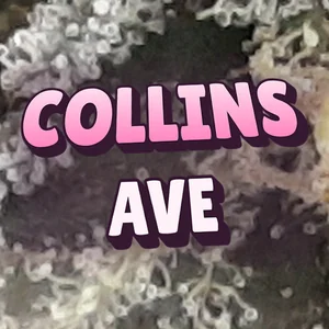 Collins Ave Cannabis Strain