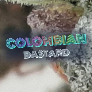 Colombian Bastard Cannabis Strain