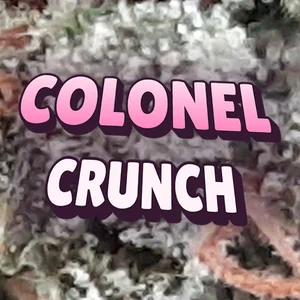 Colonel Crunch Cannabis Strain