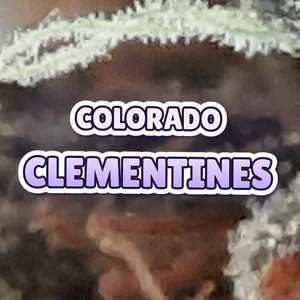 Colorado Clementines Cannabis Strain