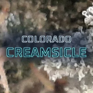Colorado Creamsicle Cannabis Strain