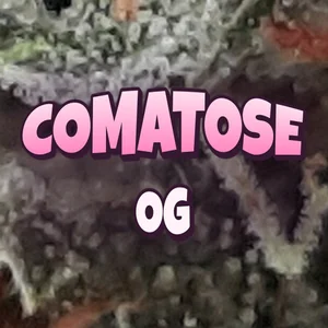 Comatose OG Cannabis Strain