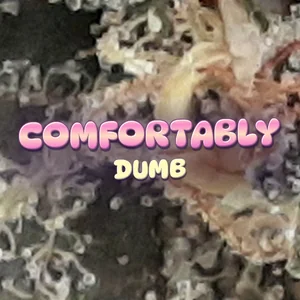 Comfortably Dumb Cannabis Strain