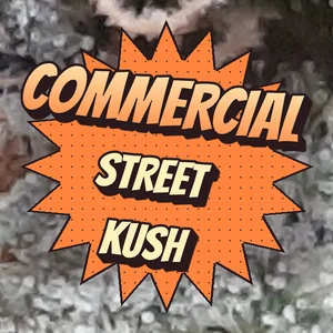 Commercial Street Kush Cannabis Strain