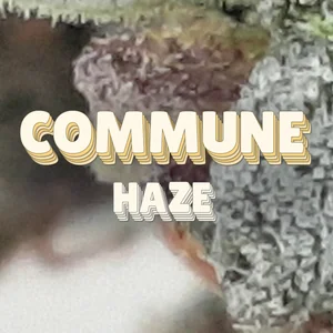 Commune Haze Cannabis Strain