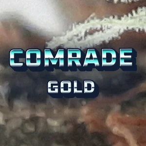 Comrade Gold Cannabis Strain