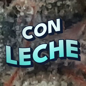 Con Leche Cannabis Strain
