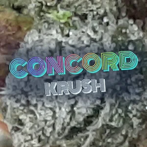 Concord Krush Cannabis Strain