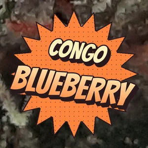 Congo Blueberry Cannabis Strain
