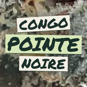 Congo Pointe Noire Cannabis Strain
