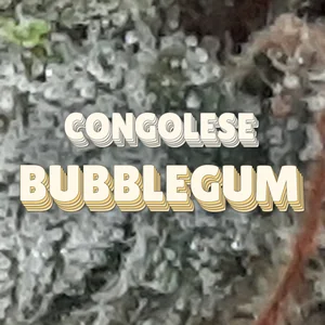 Congolese Bubblegum Cannabis Strain