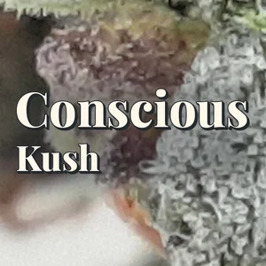 Conscious Kush Cannabis Strain