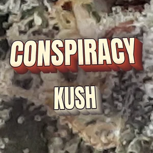 Conspiracy Kush Cannabis Strain