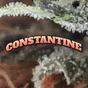 Constantine Cannabis Strain
