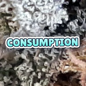 Consumption Cannabis Strain